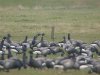 Black Brant at Fleet Head (Steve Arlow) (66330 bytes) Black Brant at Fleet Head (Steve Arlow) (66330 bytes)